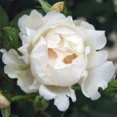 Icecap Rose